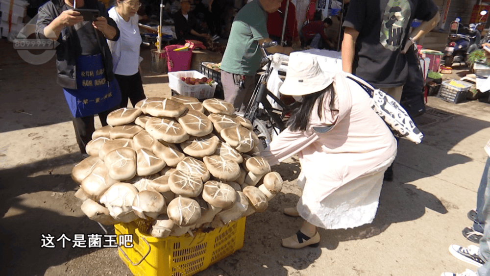 云南现80公斤巨无霸“菌王” 最终卖出1600元