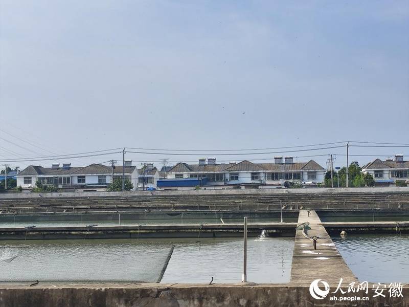 蚌埠市淮上区：一只甲鱼“富甲一方”的增收密码