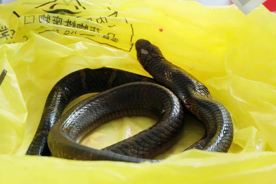 眼镜王蛇咬伤老人,家属拖两米多长的“凶手”冲进医院!“拎蛇就医”可取吗?