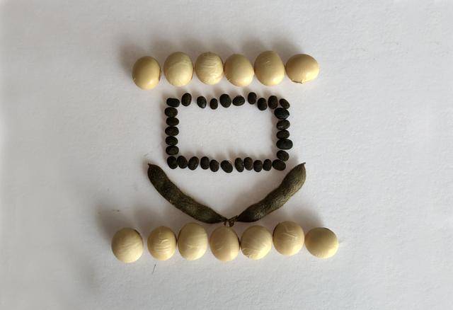 青岛再添野生大豆踪迹！南辛安河公园现群落生长，专家提醒“价值珍贵需保护”